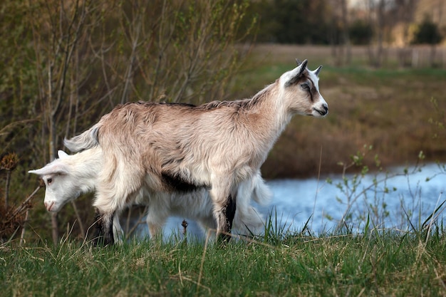 Two young goatlings near the water body