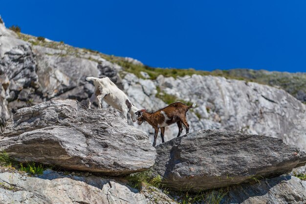 Two young goats play fight