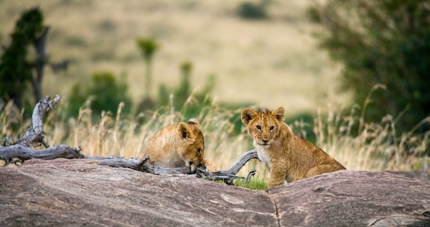 Photo two young lion on a big rock