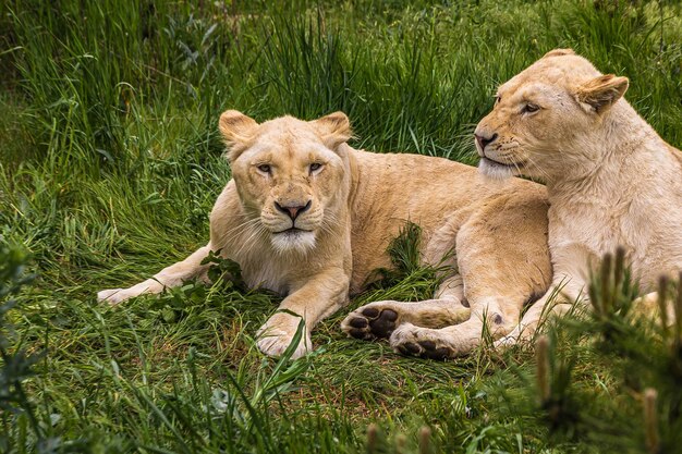 Фото Две молодые львицы лежат на земле с травой