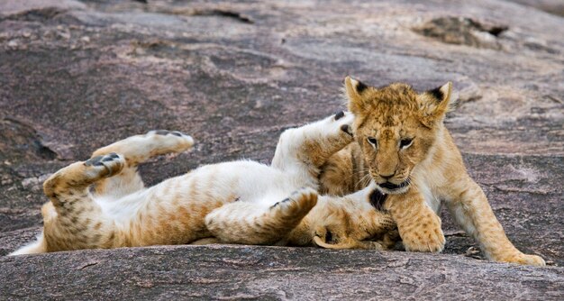 Due giovani leoni stanno giocando tra loro. parco nazionale. kenya. tanzania. maasai mara. serengeti.