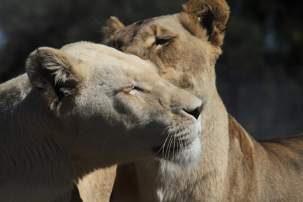 Фото Два молодых льва на солнце любят друг друга.