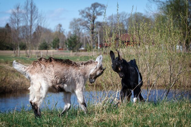Two young and little goats game of fight near the  water body in the meadow