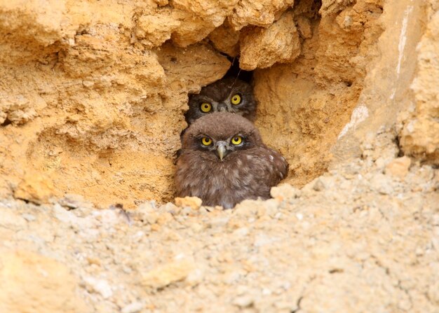 Two young little owls  with yellow eyes looking from their nest