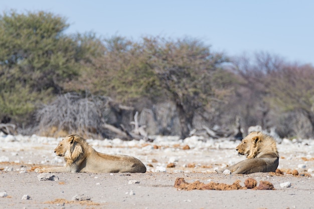 Two young male lazy Lions lying down on the ground. Zebra (defocused) walking undisturbed. Wildlife safari in the Etosha National Park, main tourist attraction in Namibia, Africa.