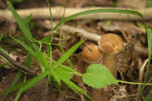 Two young mushrooms grow in the green grass in the forest