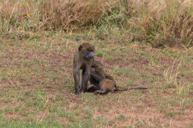 Two young olive baboons Papio anubis playing in savanna in Serengeti national park Tanzania