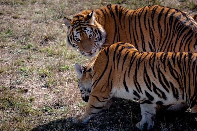 Two young tigers are walking next to each other. One is turned towards us. The second is shot from the side. Taigan park