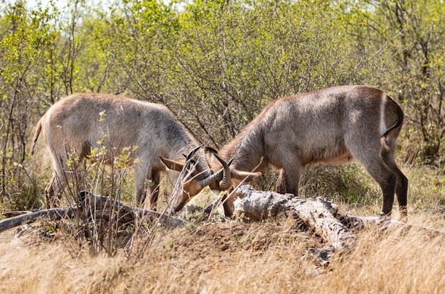 Two young Waterbucks Kobus Ellipsiprymnus fighting