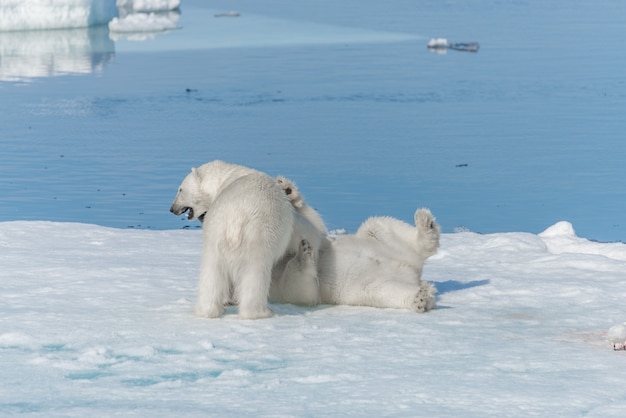 Фото Два молодых диких детеныша белого медведя играют на льду в северном ледовитом море к северу от шпицбергена