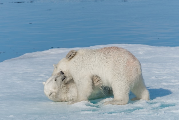 Два молодых диких детеныша белого медведя играют на льду в Северном Ледовитом море к северу от Шпицбергена