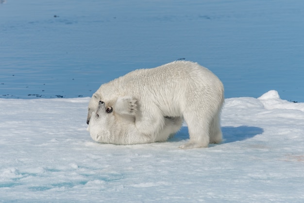 Photo two young wild polar bear cubs playing on pack ice in arctic sea, north of svalbard