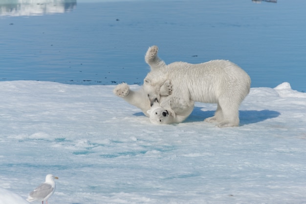 スバールバル諸島の北極海のパックアイスで遊ぶ2つの若い野生のホッキョクグマの子