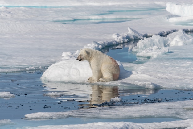 Photo two young wild polar bear cubs playing on pack ice in arctic sea, north of svalbard