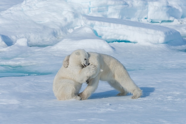 Photo two young wild polar bear cubs playing on pack ice in arctic sea, north of svalbard