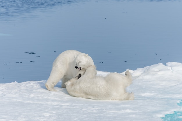 Two young wild polar bear cubs playing on pack ice in Arctic sea, north of Svalbard