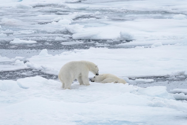 Two young wild polar bears playing on pack ice in Arctic sea north of Svalbard