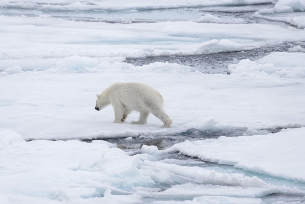 Two young wild polar bears playing on pack ice in Arctic sea north of Svalbard