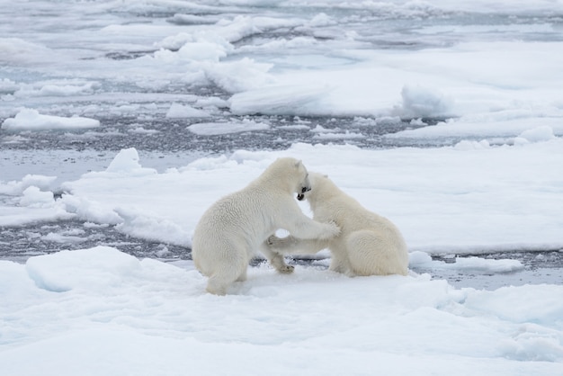 Photo two young wild polar bears playing on pack ice in arctic sea