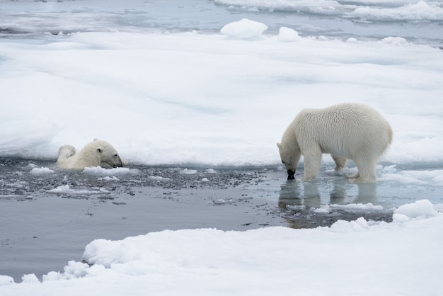 Photo two young wild polar bears playing on pack ice in arctic sea