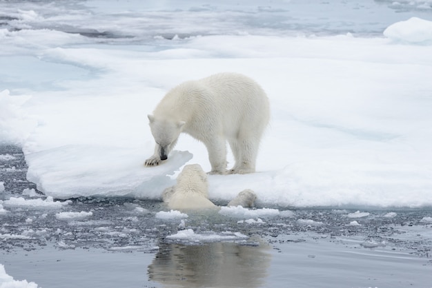 Два молодых диких белых медведя играют на льду в арктическом море