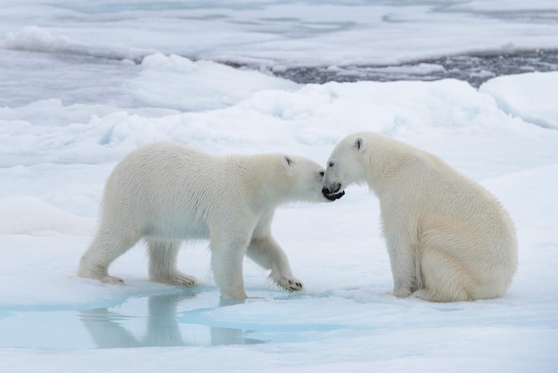 Два молодых диких белых медведя играют на льду в арктическом море