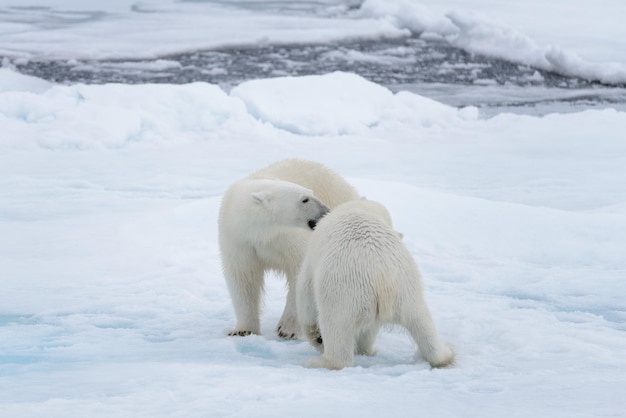 Two young wild polar bears playing on pack ice in Arctic sea