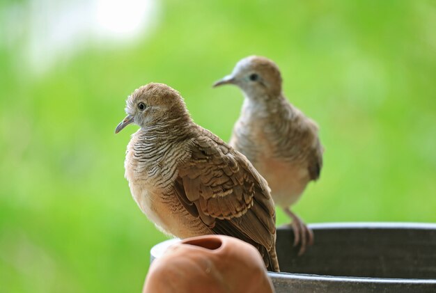 2つの若い野生のシマウマ鳩プランター、ぼやけて鮮やかな緑の背景にとまる