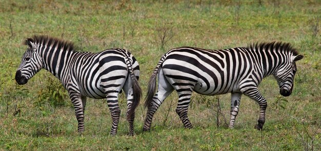 Two zebras in the savanna. Kenya. Tanzania. National Park. Serengeti. Maasai Mara.