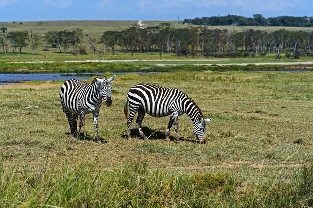 野生のアフリカのサバンナケニアの2つのシマウマ