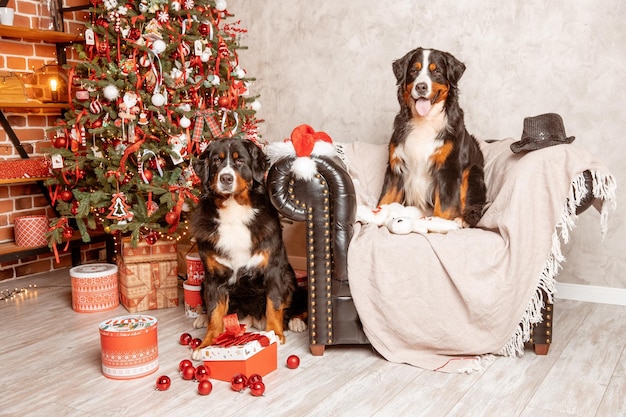 2 匹の Zenenhund 犬が自宅でクリスマス ツリーの近くのソファに横たわっています。クリスマスのコンセプトです。