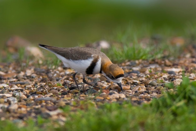 ツバキチドリCharadrius falklandicus チュブ州パタゴニア アルゼンチン