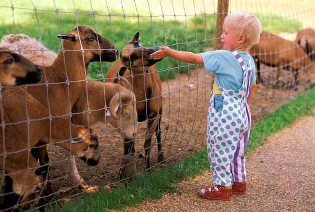 Twoyearold boy feeding sheep