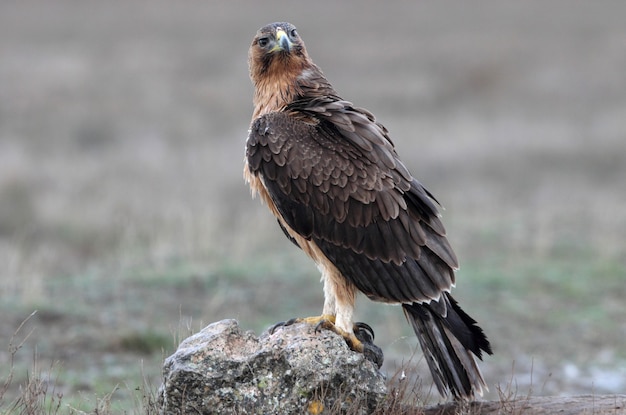 Twoyearold female Bonellis Eagle with the first light of day at her favorite perch