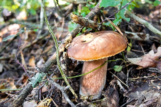 Tylopilus felleus, algemeen bekend als de bittere bolete of de bittere tylopilus