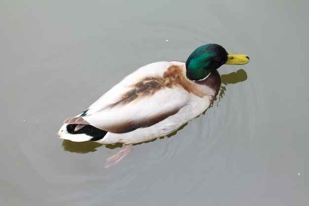 Type of duck on top