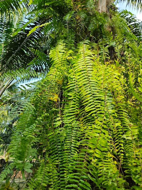 シダの種類 葉 プランテーションで見られる植物