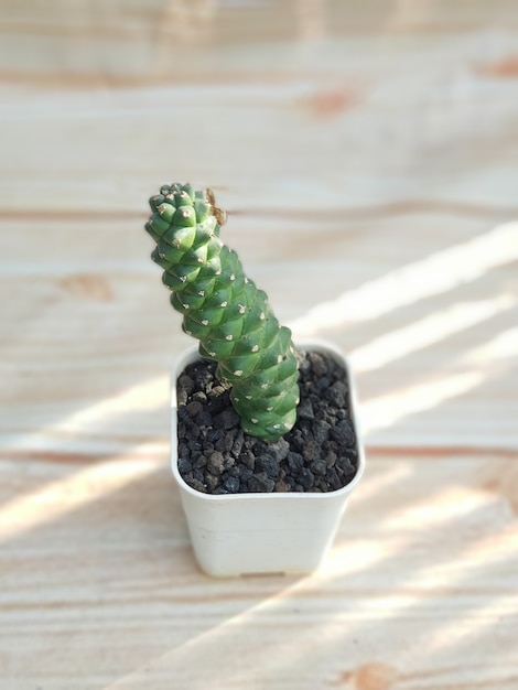 Foto tipi di piante ornamentali, bellissimo cactus verde minimalista, fresco naturale, ottimo per decorare la tua casa