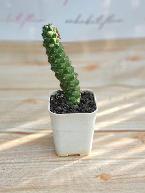 Foto tipi di piante ornamentali, bellissimo cactus verde minimalista, fresco naturale, ottimo per decorare la tua casa