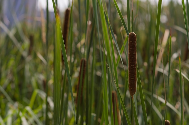 Rogoz 속의 Typha anginatifolia 다년생 물과 습지 초본 식물 종