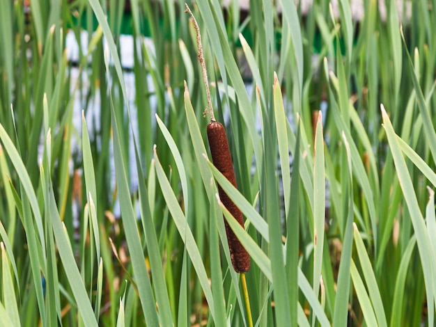 Typha bladeren en spike op stengel