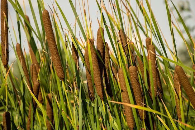 Typha latifolia groeit prachtig in het meer