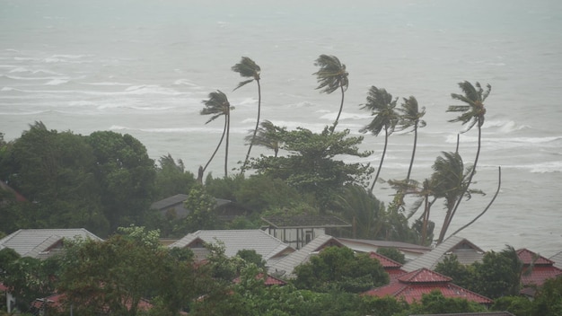 Typhoon, ocean beach. Natural disaster hurricane. Strong cyclone wind and palms. Tropical  storm.