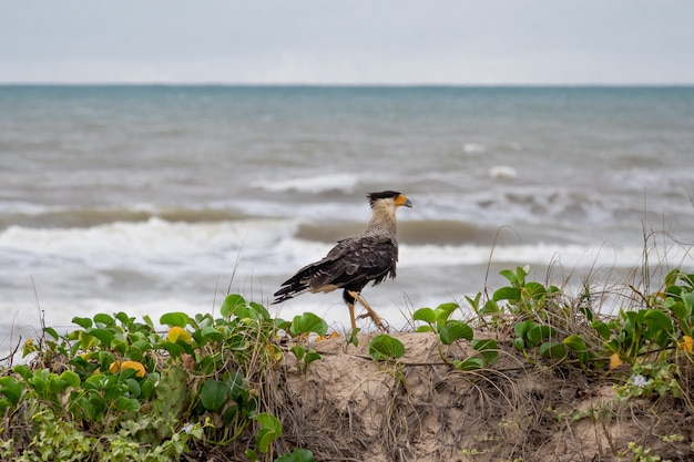 Typical Brasilian Falcon on a beach.