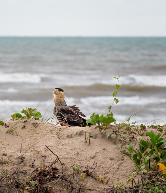 Фото Типичный бразильский сокол на пляже. (caracara plancus, carcar¡). обычно встречается в северо-восточном регионе бразилии и других регионах южной америки.