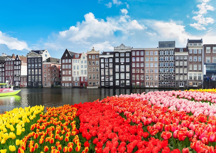 Photo typical dutch old houses over canal with tulips amsterdam netherlands