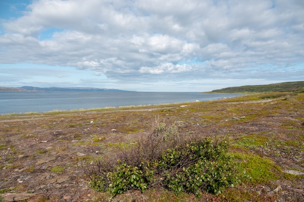 スウェーデンおよびノルウェーの山で成長している典型的なシラカバの森。