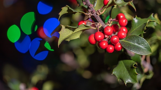 Typical holly tree with red balls and thorns Coloured lights