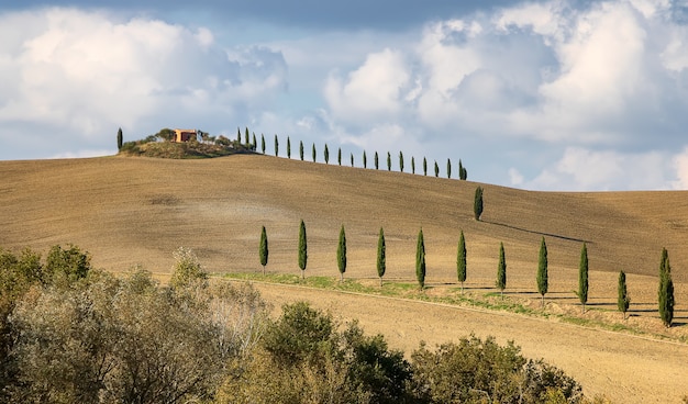 Typical Italian farmland with cypress wheat and barley fields in Siena Tuscany Italy