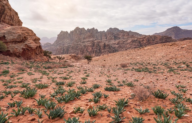 Typical landscape at Petra Jordan red dusty ground green Sea squill plants Drimia maritima in foreground mountains in distance